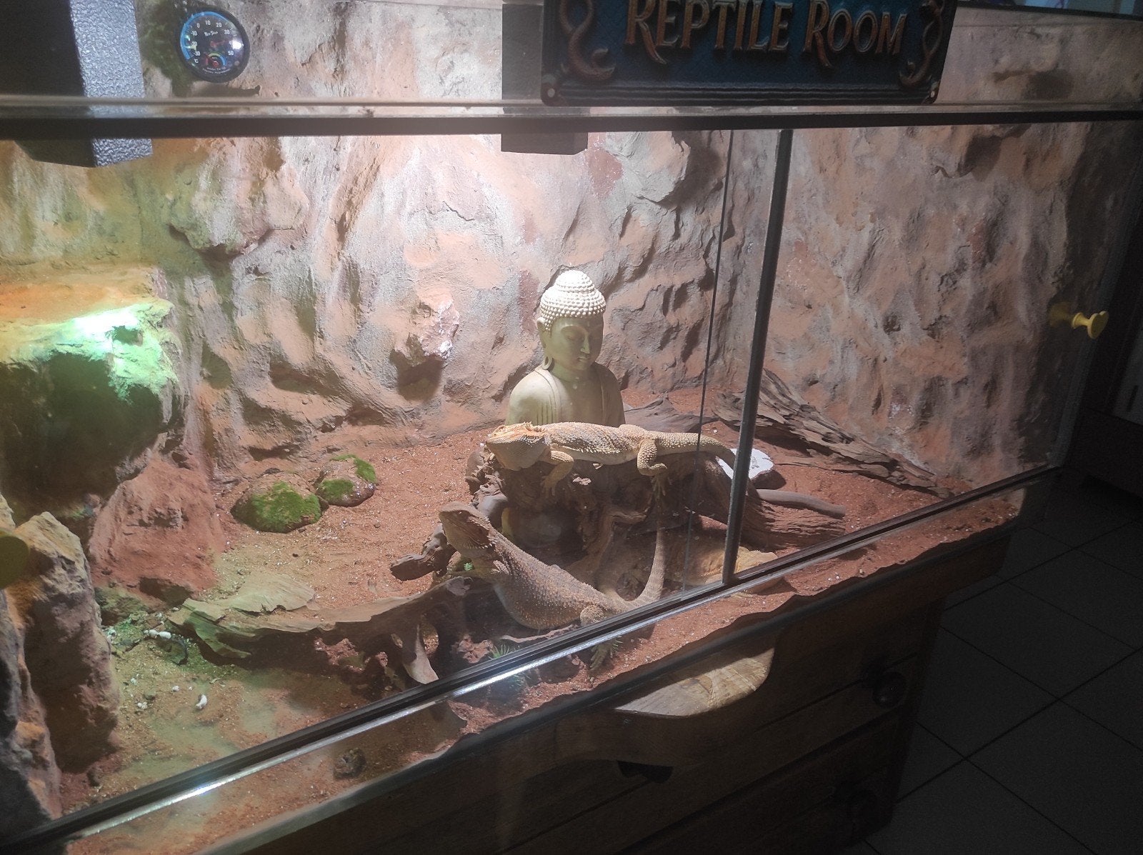 Terrarium met 3 baardagamen (mannen), Dieren en Toebehoren, Reptielen en Amfibieën, Hagedis, Met terrarium, 0 tot 2 jaar