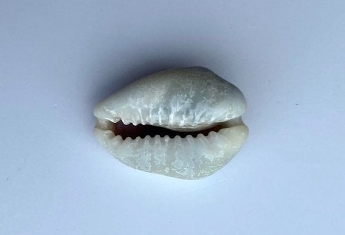 Ben op zoek naar geldkauri's gevonden in Zeeland, Verzamelen, Ophalen of Verzenden, Beeldje of Figuurtje