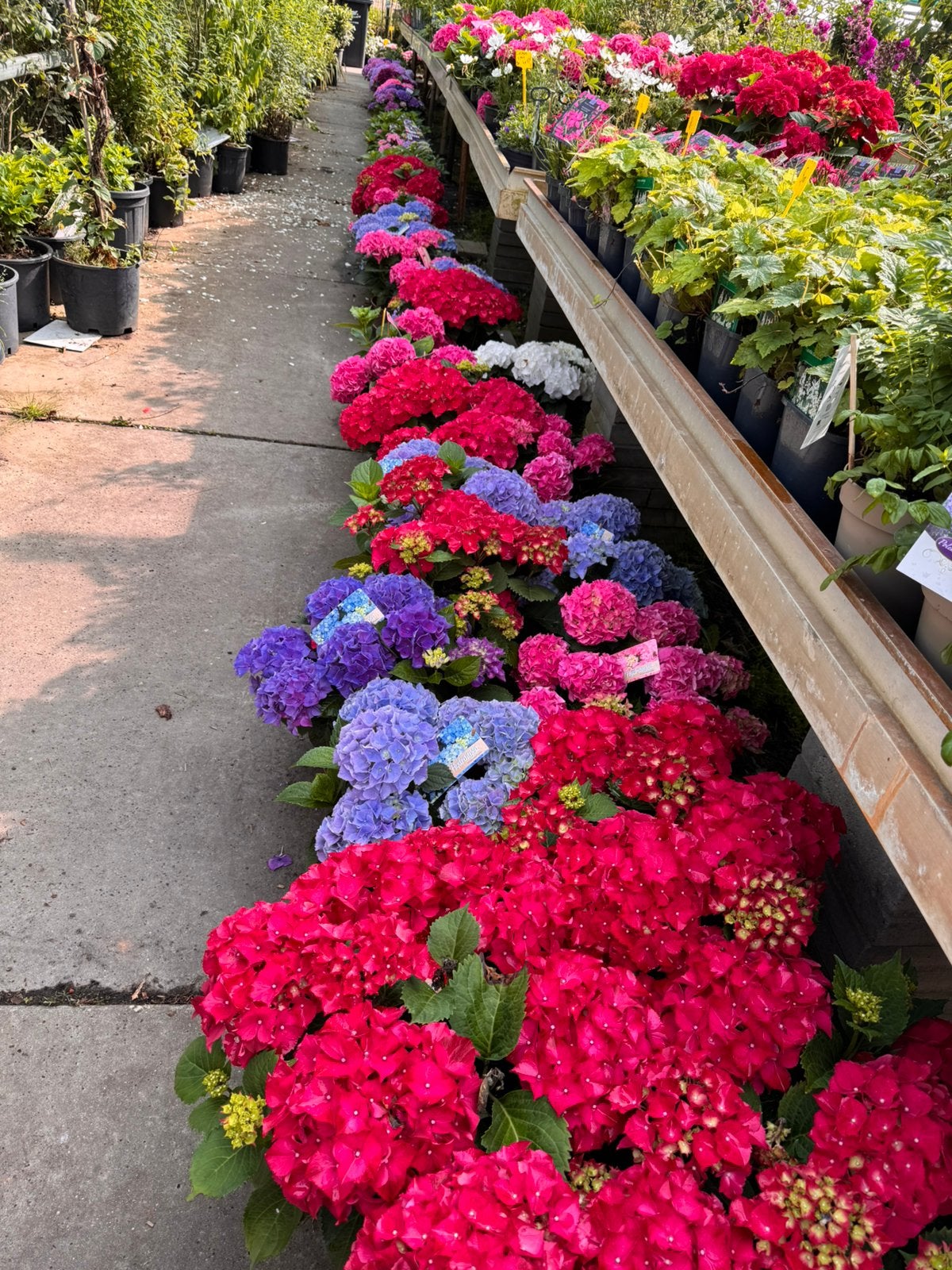 Gratis Moerbij v €30,00 bij aankoop 3 Hydrangea tot vaderdag, Ophalen, Overige soorten, Halfschaduw