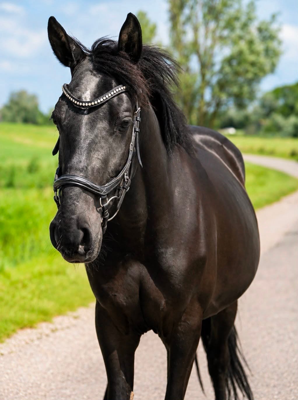 4 jarige zwarte D pony, Ruin