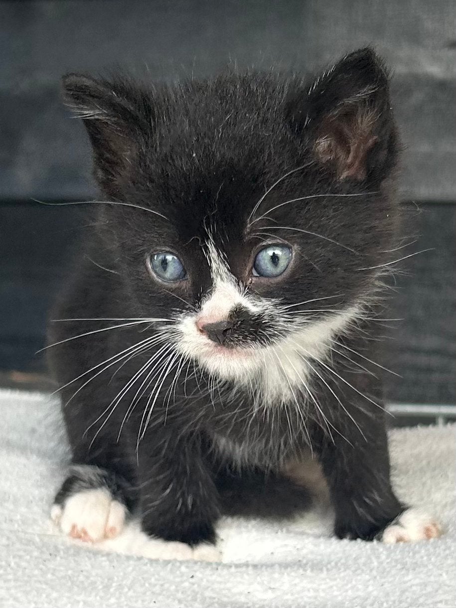 Prachtig nestje van 7, zwart witte poesje nog beschikbaar!, Meerdere dieren, Kortharig, 0 tot 2 jaar