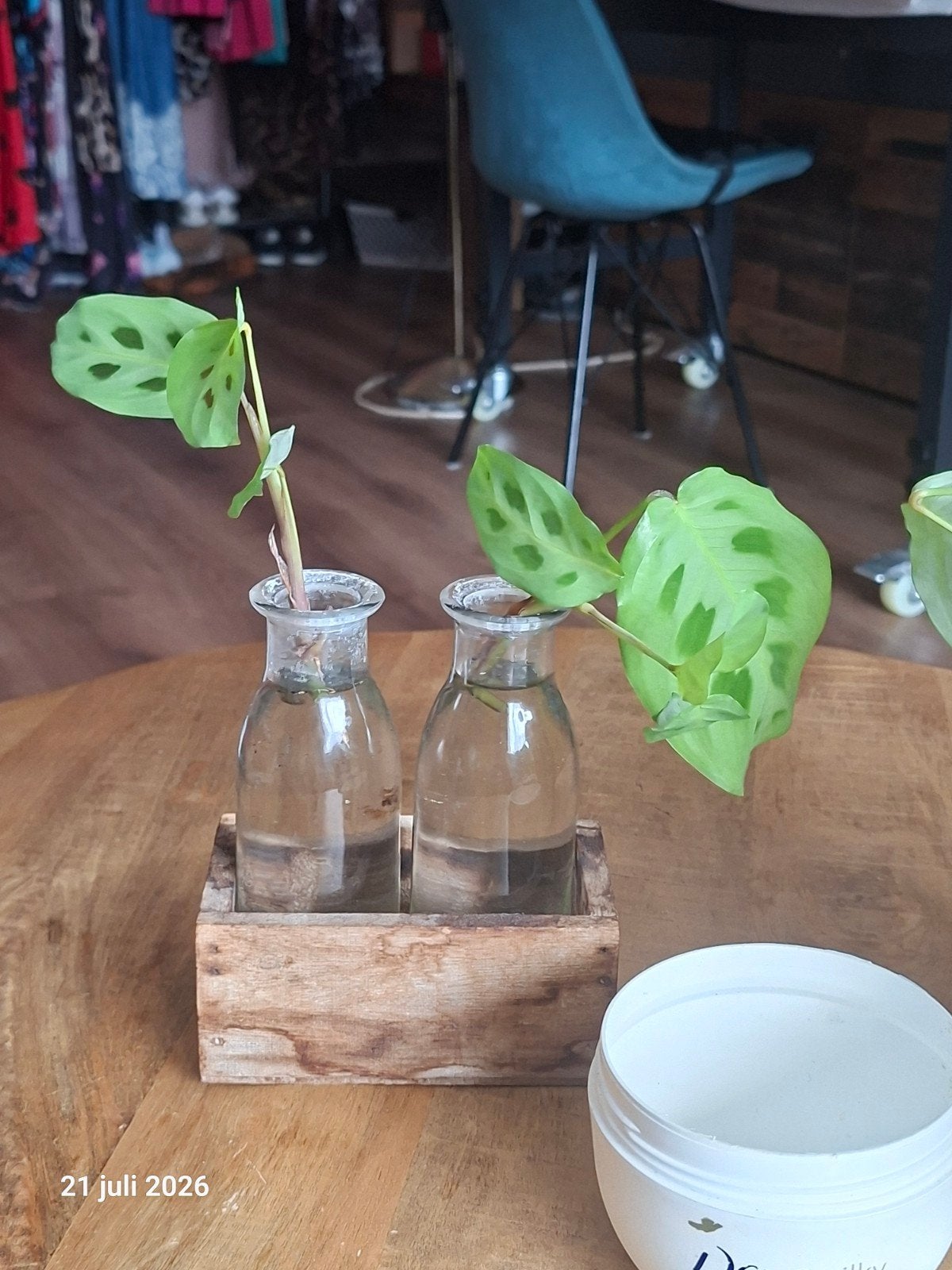 Gezocht kamerplanten voor mijn chronisch zieke vrouw, Ophalen, Halfschaduw, Minder dan 100 cm
