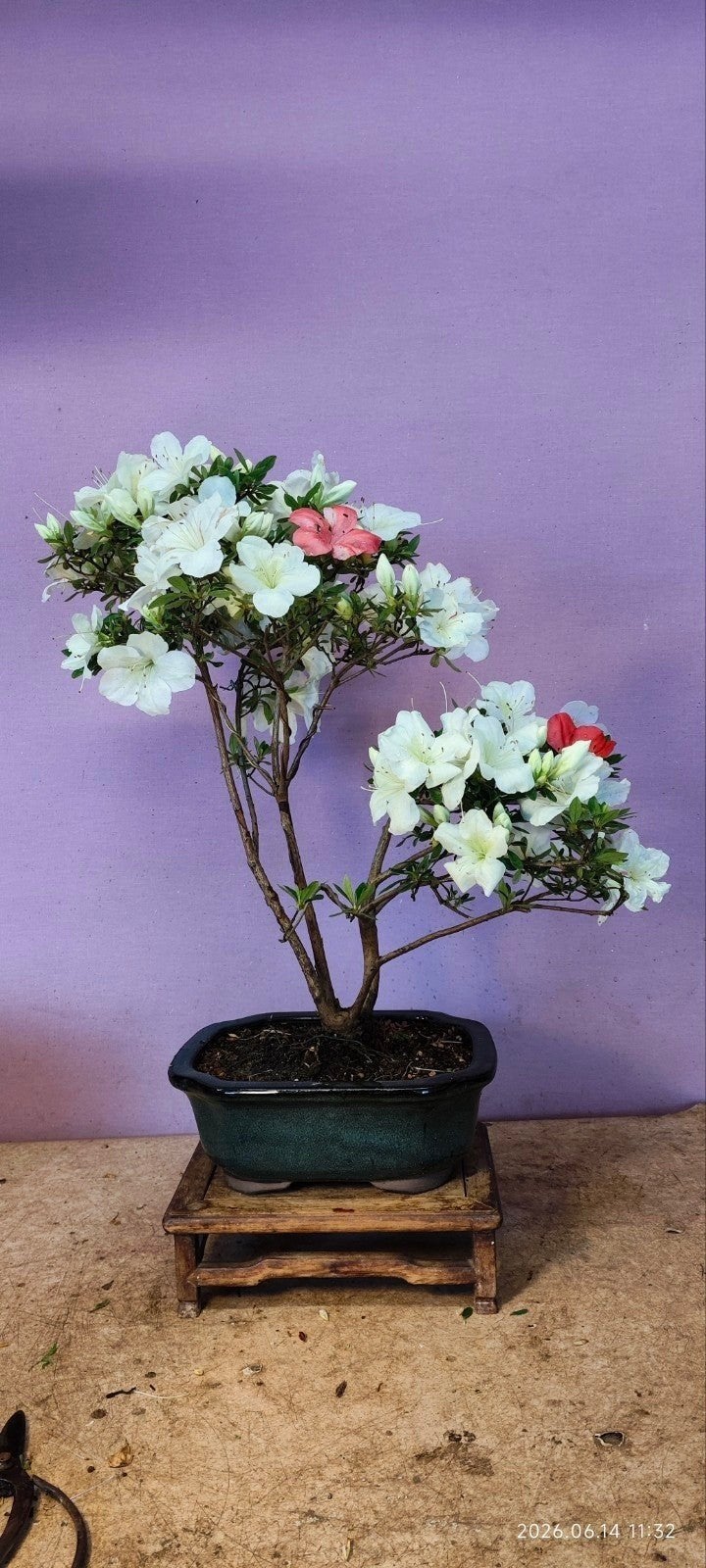 Te koop van Japanse azalea bonsai "Satsukibare", Ophalen of Verzenden