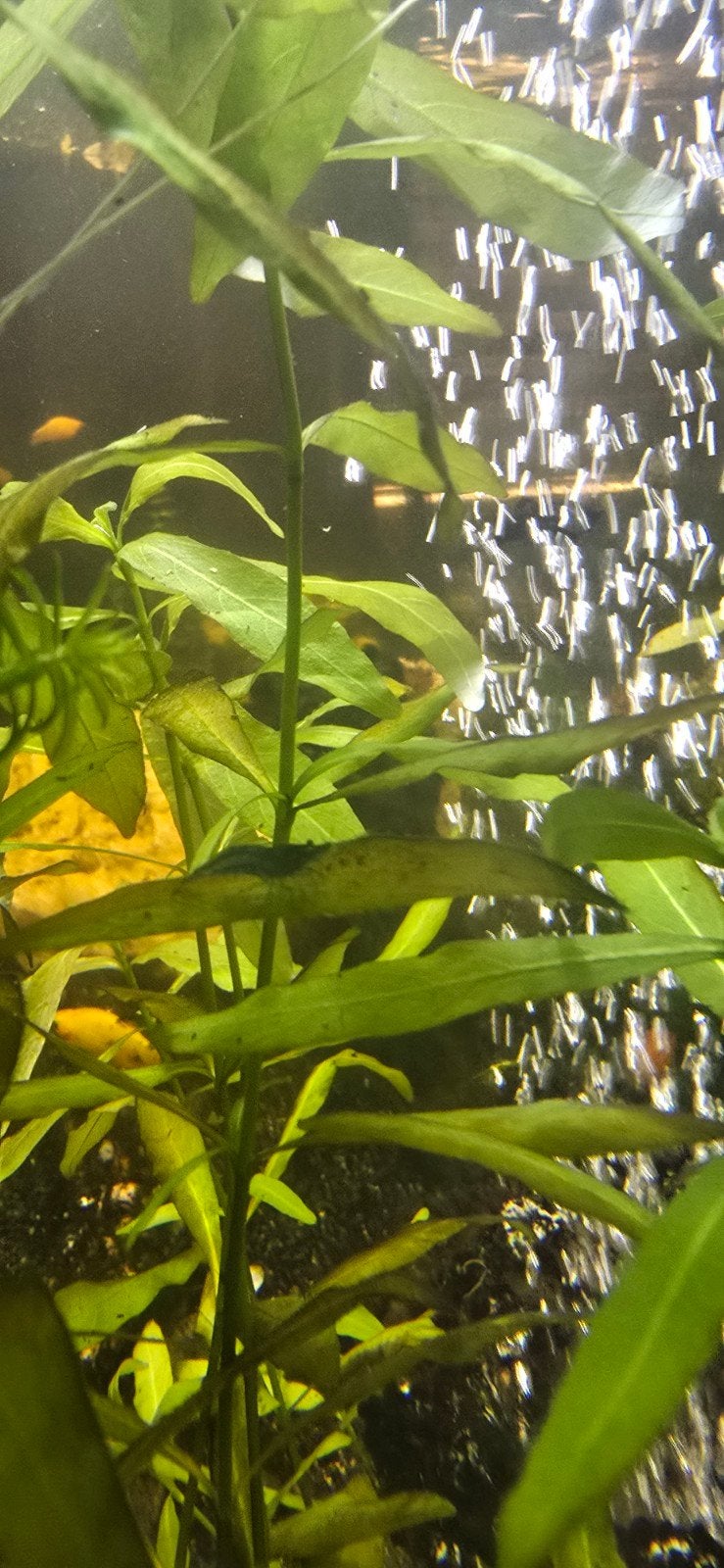 blue dream garnaal jong, Dieren en Toebehoren, Vissen | Aquariumvissen, Kreeft, Krab of Garnaal, Zoetwatervis, Schoolvis