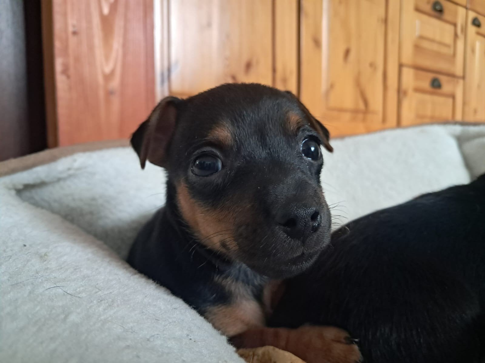 jack russel puppy', Jack Russell Terriër, Reu, 8 tot 15 weken, Meerdere