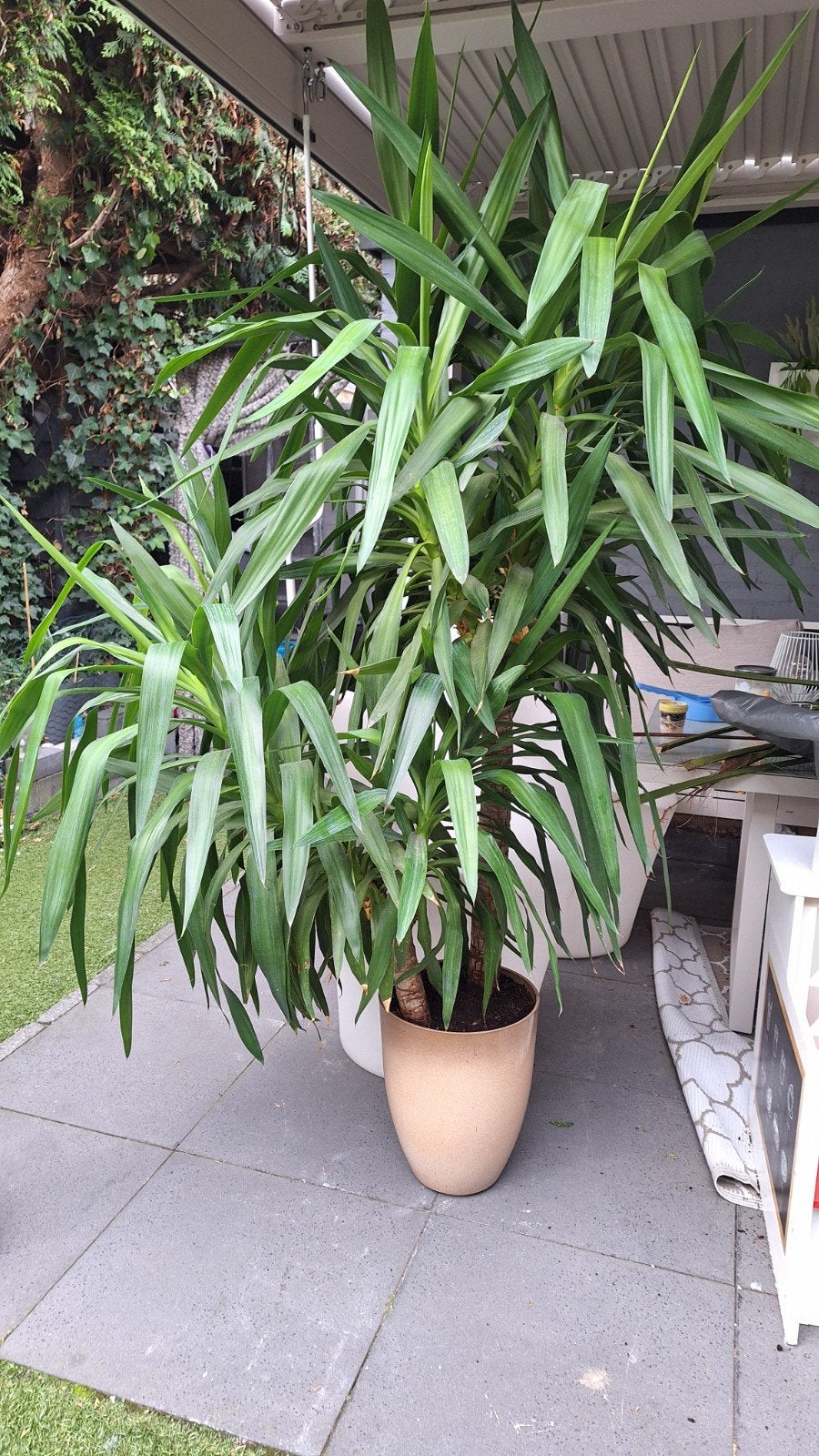 grote Yucca, Ophalen, Halfschaduw, 150 tot 200 cm