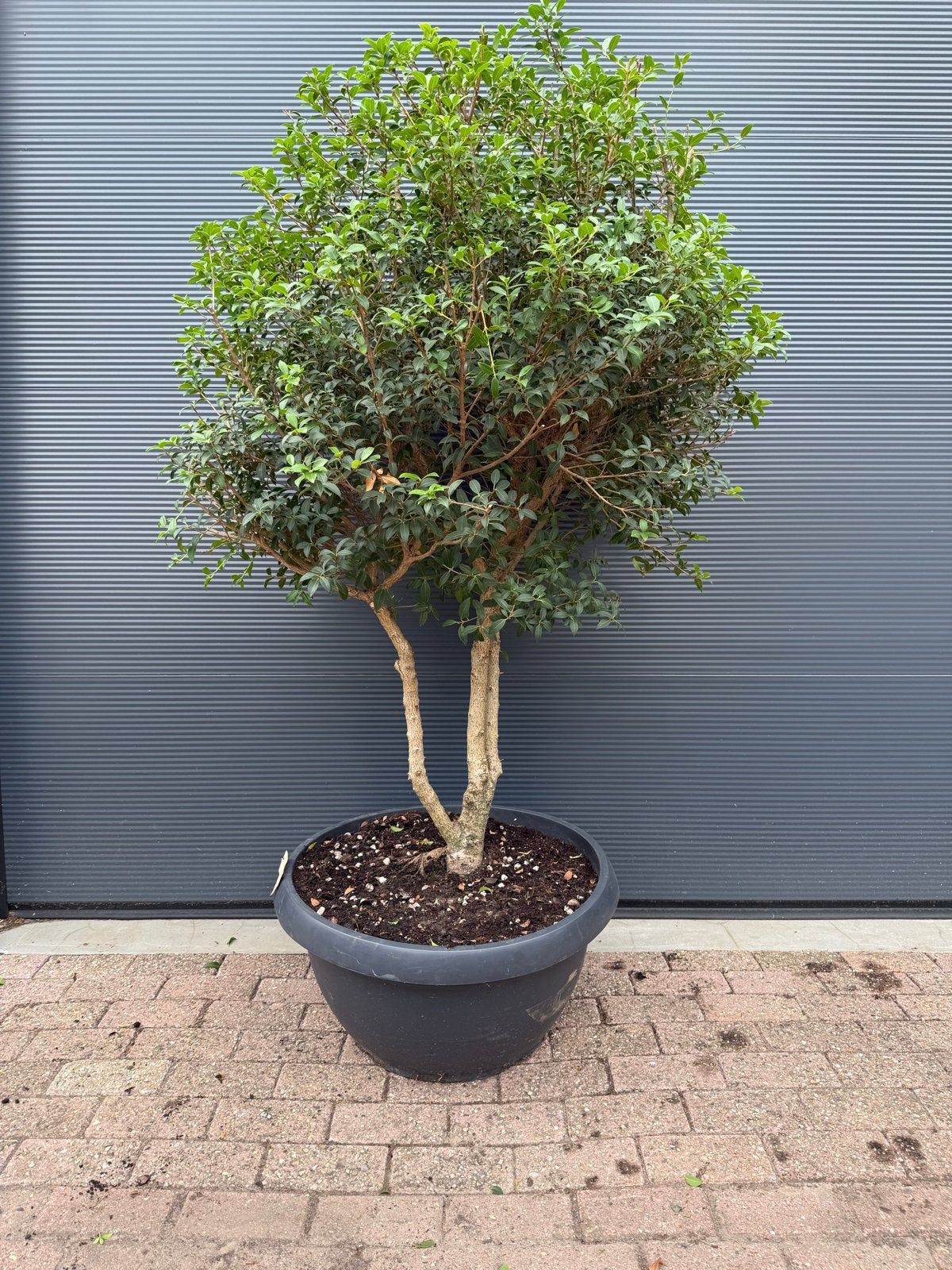 Meerstammige Osmanthus Burkwoodii 160-175 cm, 90L pot, Halfschaduw, Overige soorten, Lente, 100 tot 250 cm