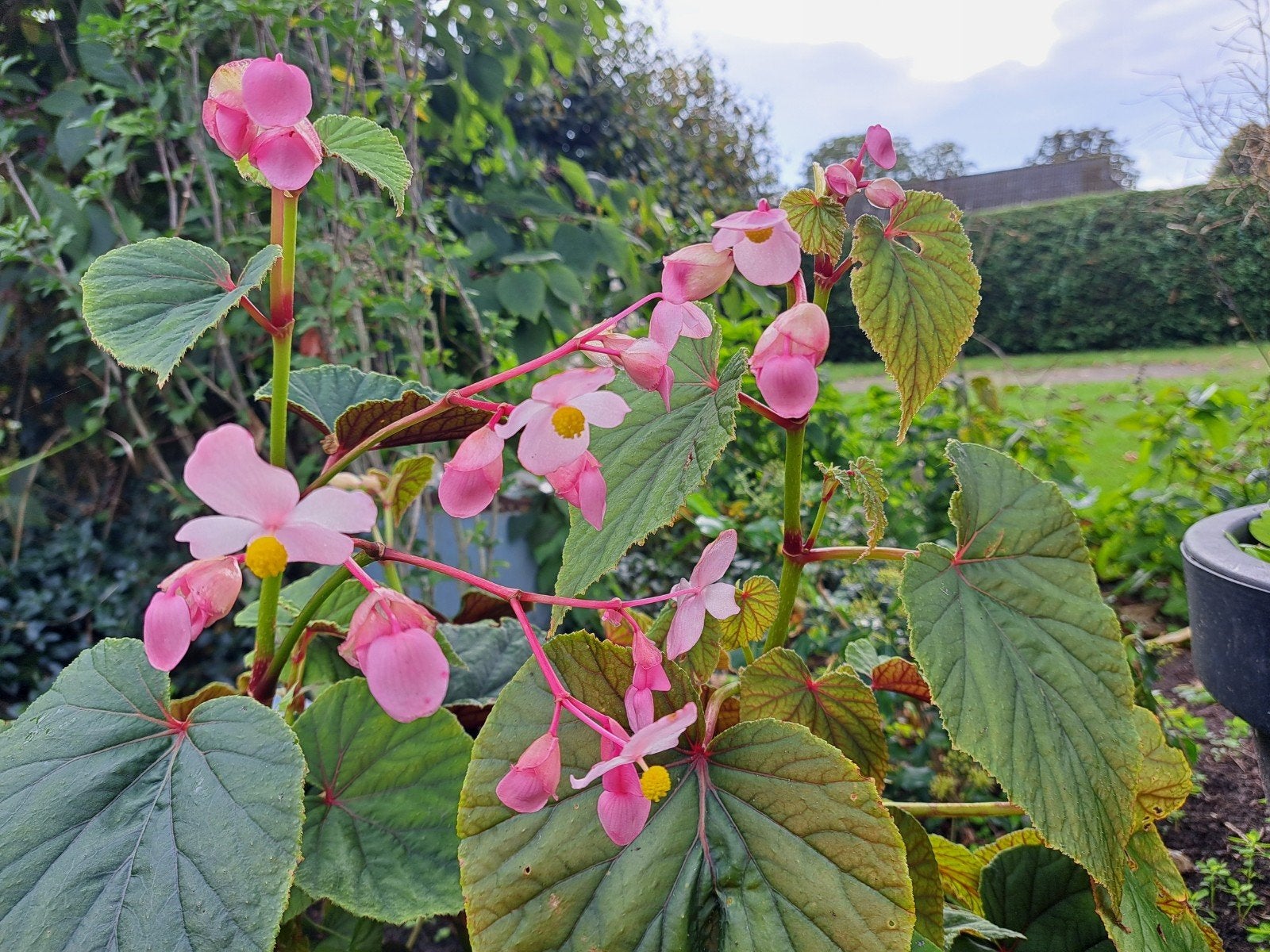 zaden begonia grandis vaste plant, Tuin en Terras, Verzenden, Eenjarig, Overige soorten, Volle zon