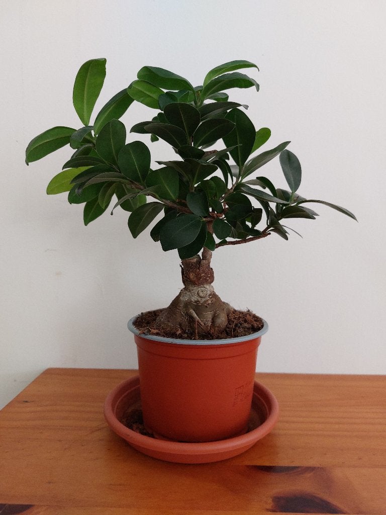 Bonsai, Bloeit niet, Halfschaduw, Overige soorten, Minder dan 100 cm