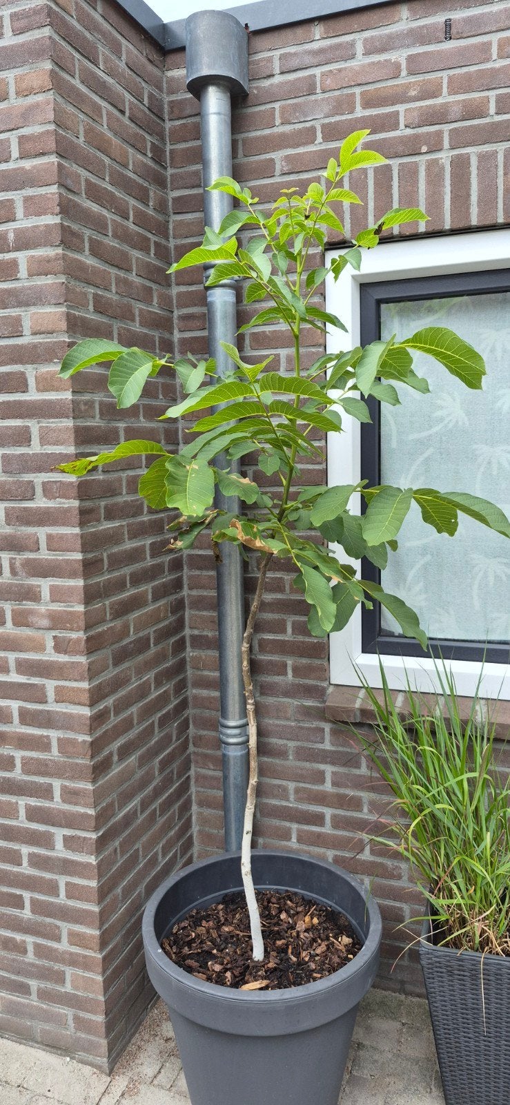 Walnotenboom - ca. 2 meter hoog (zonder pot), Ophalen, Vaste plant, Fruitplanten