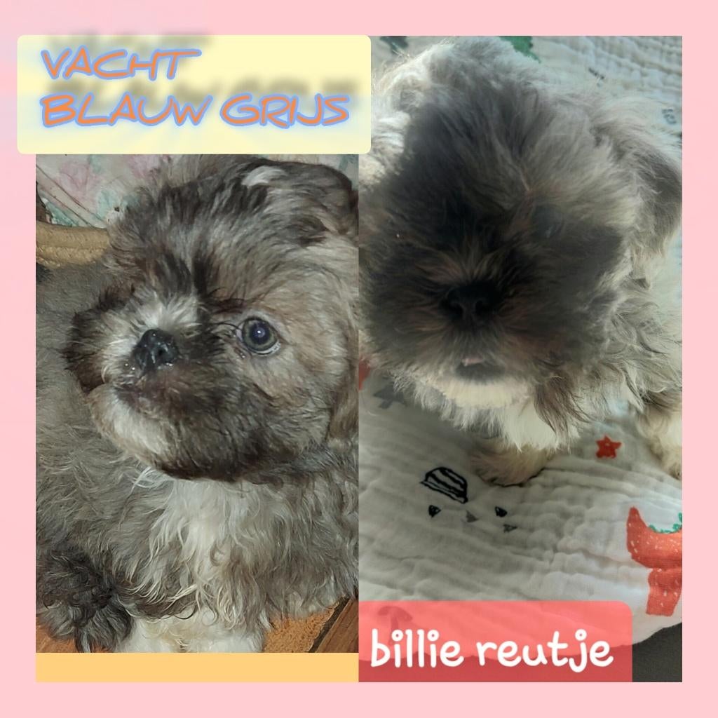 Boomer pups, alle pups  op de foto's nog beschikbaar., Overige rassen, 8 tot 15 weken, Parvo, Meerdere