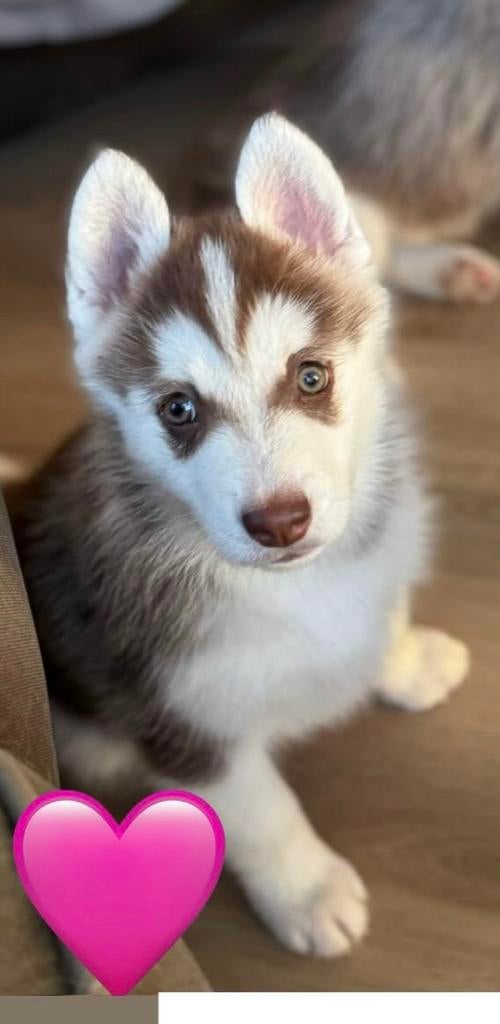 Pomsky, Dieren en Toebehoren, Honden | Poolhonden, Keeshonden en Oertypen, Parvo, Overige rassen, 8 tot 15 weken, Meerdere