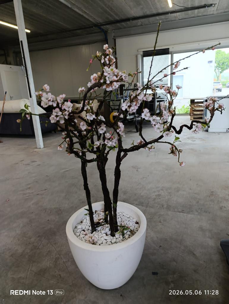 Plant met vaas chinese bloesem, Ophalen, Bloeit niet, Halfschaduw, Overige soorten