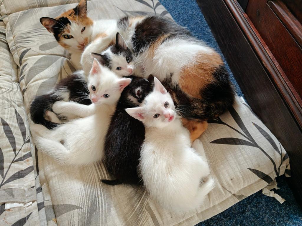 Lieve boerderij poesjes, nog 1 poesje beschikbaar, Dieren en Toebehoren, Katten en Kittens | Overige Katten, Meerdere dieren