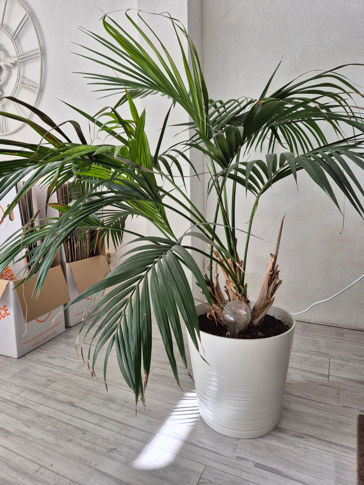 Grote Areca Palm in witte pot - Kamerplant, Huis en Inrichting, Ophalen, 100 tot 150 cm, Palm, Halfschaduw