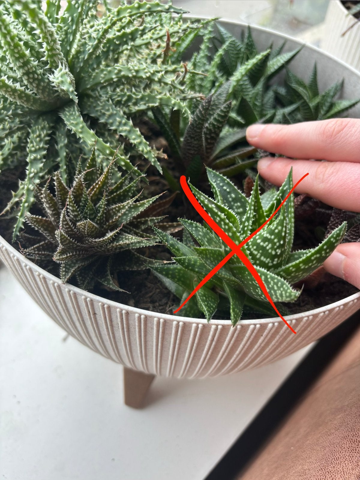 (Mogelijk) Aristaloe Aristata, Ophalen, Vetplant, Minder dan 100 cm, Volle zon