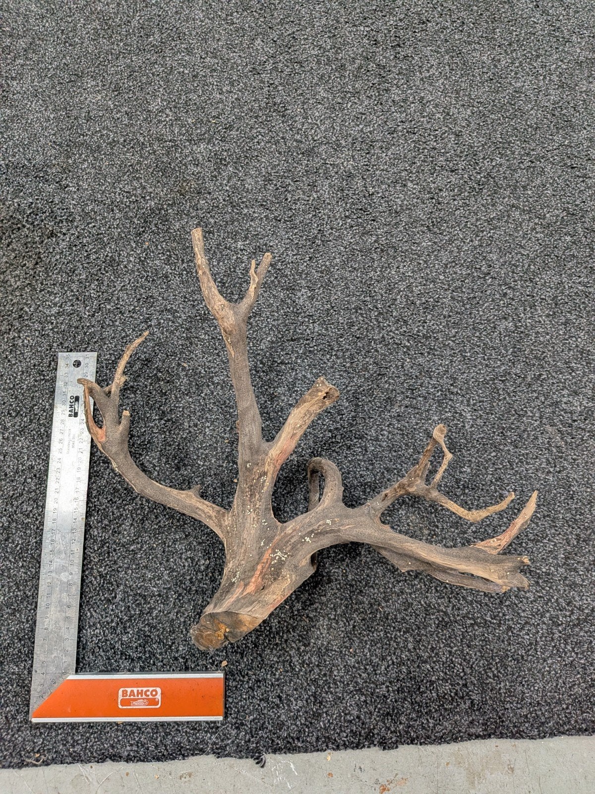 Groot vertakt terrariumhout voor reptielen – ca. 40 cm, Dieren en Toebehoren, Ophalen, Gebruikt, Tak, Plant, Rots of Steen