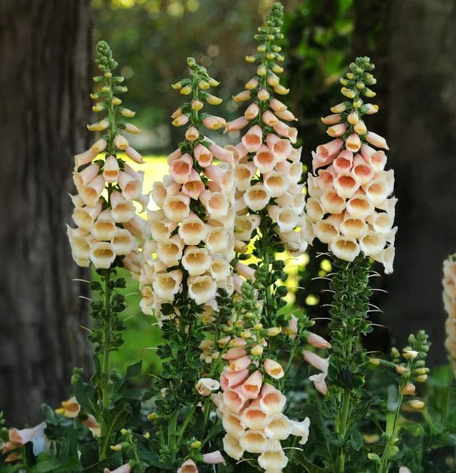 Planten digitalis, Ophalen, Overige soorten, Volle zon