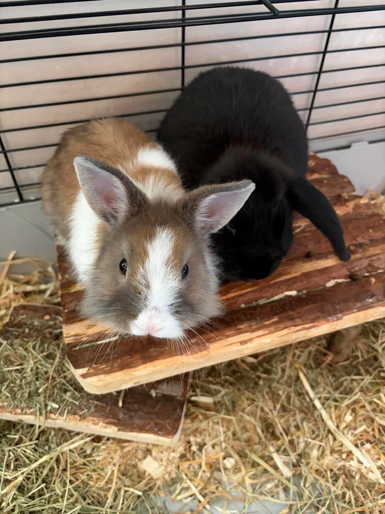 Baby konijntjes verwacht, Dieren en Toebehoren, Konijnen, Meerdere dieren, Dwerg, Hangoor
