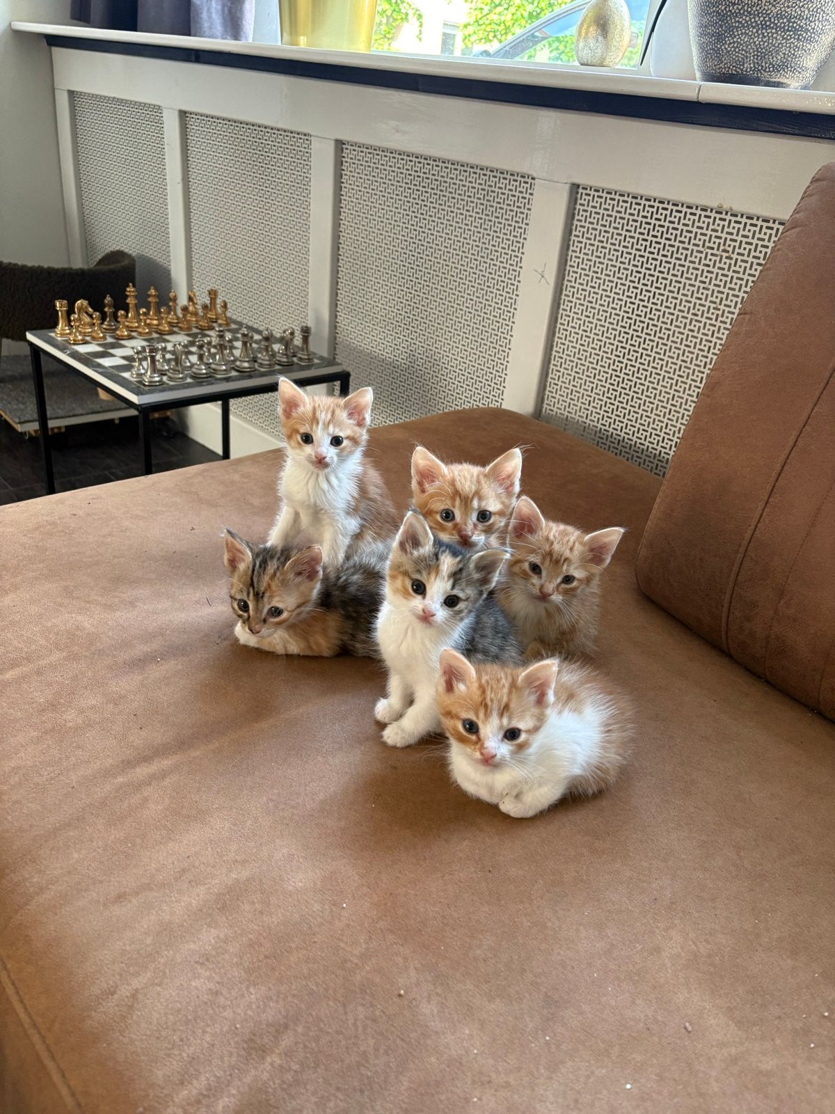 Prachtige kittens, geboren op 08-04, Meerdere dieren, Kortharig, 0 tot 2 jaar