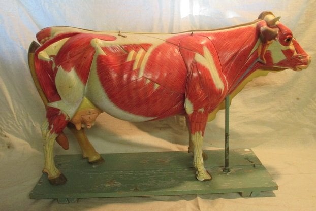 antiek anatomisch model koe met organen uitschuifbaar 21, Ophalen