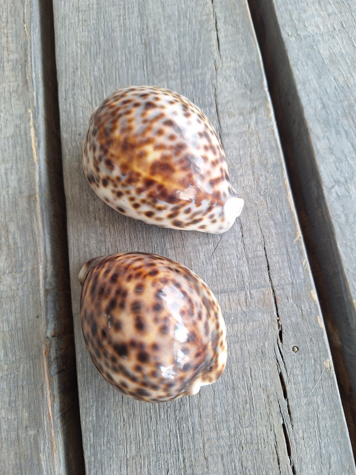 2 Mooie kauri schelpen met gevlekt patroon, Ophalen, Zo goed als nieuw