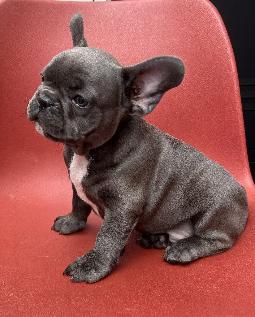 Prachtige Franse bulldog pups, Dieren en Toebehoren, Honden | Bulldogs, Pinschers en Molossers, Parvo, 8 tot 15 weken, Bulldog