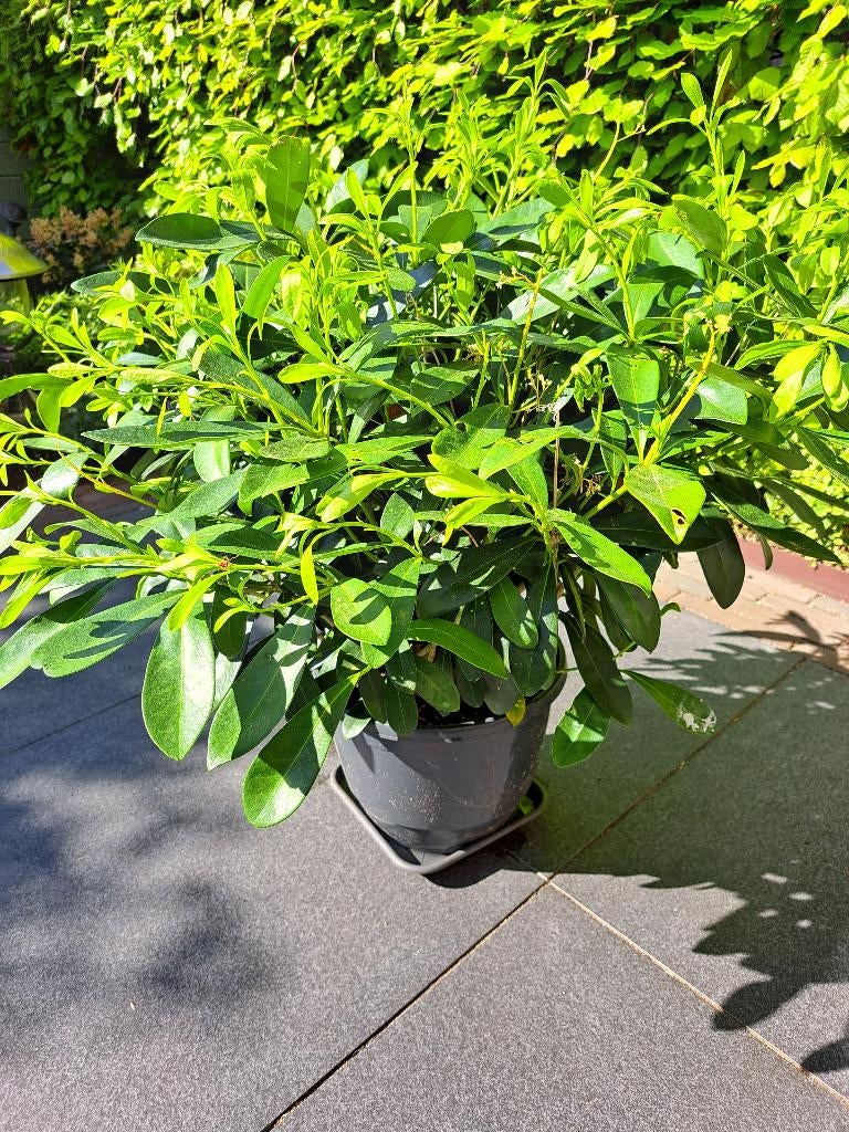 Skimmia, Volle zon, Vaste plant, Winter, Ophalen