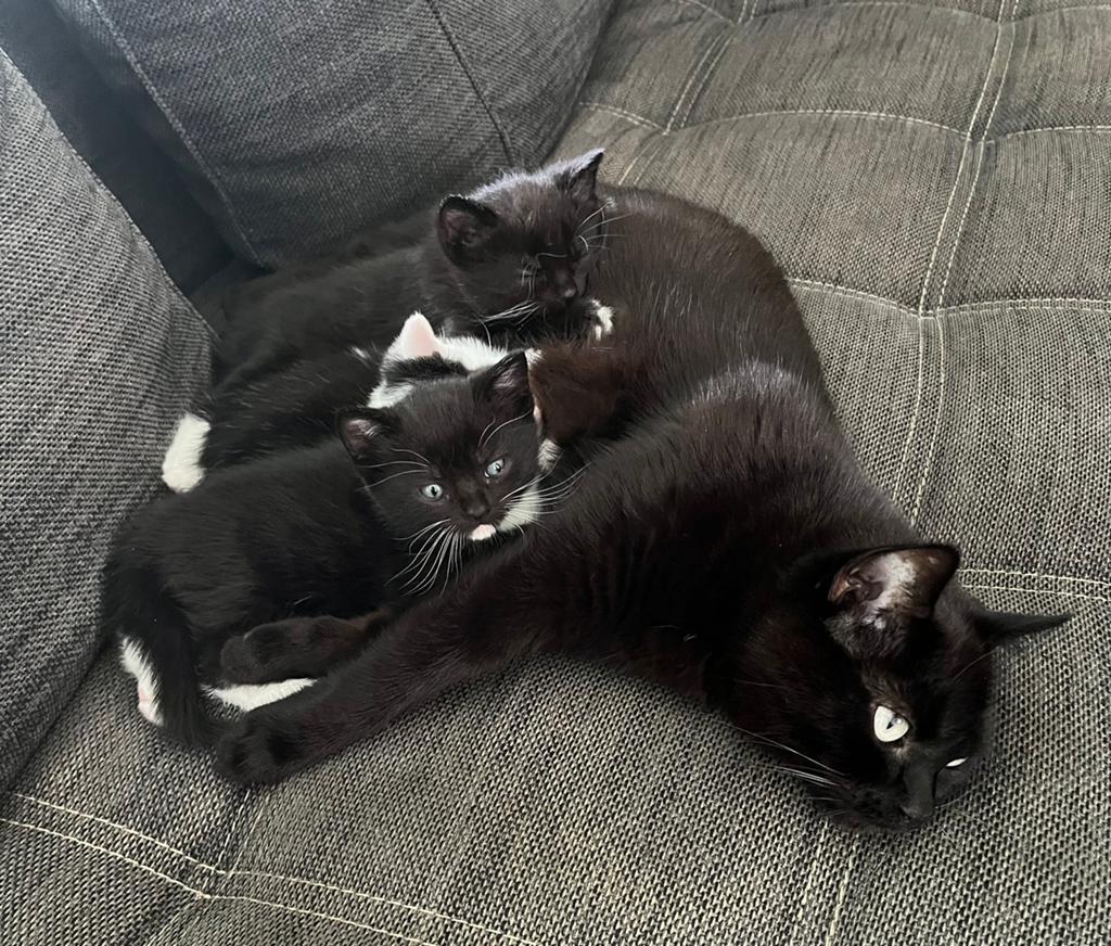 3 Kittens te koop (2 mannetjes en 1 meisje), Dieren en Toebehoren, Katten en Kittens | Overige Katten, Meerdere dieren, Kortharig