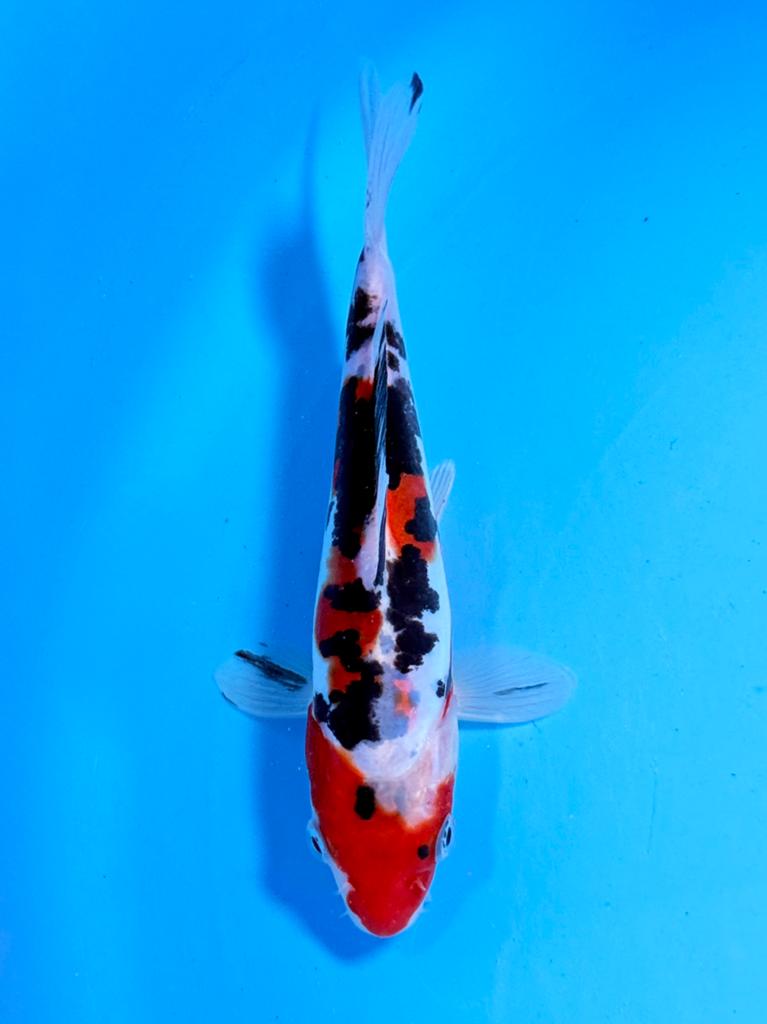 Doitsu Sanke 14-18cm Kase Japanse koi, Dieren en Toebehoren, Vissen | Vijvervissen, Karper of Koi