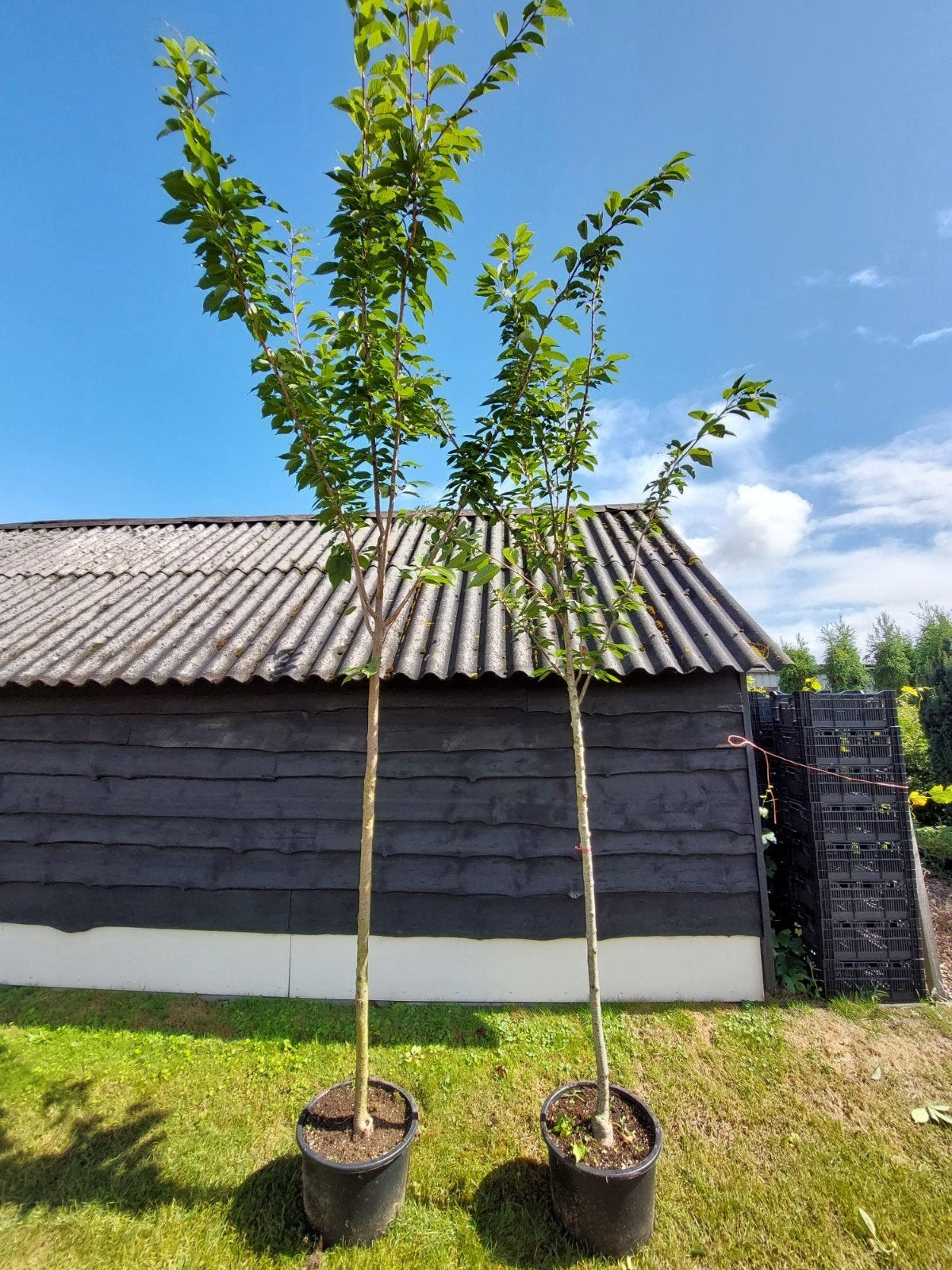 Japanse sierkers Prunus serrulata Kanzan bloesemboom, Tuin en Terras, Ophalen, Volle zon, Overige soorten