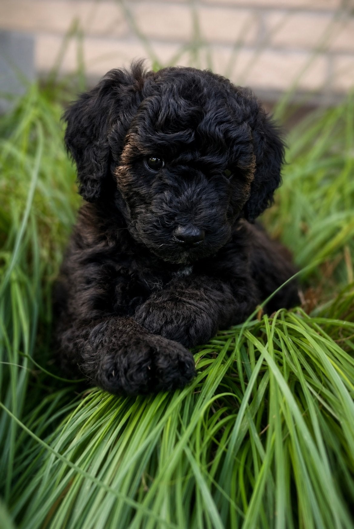 Lieve Doodle (Schnoodle) pups – puppy’s- niet verharend, Parvo, Overige rassen, 8 tot 15 weken, Meerdere