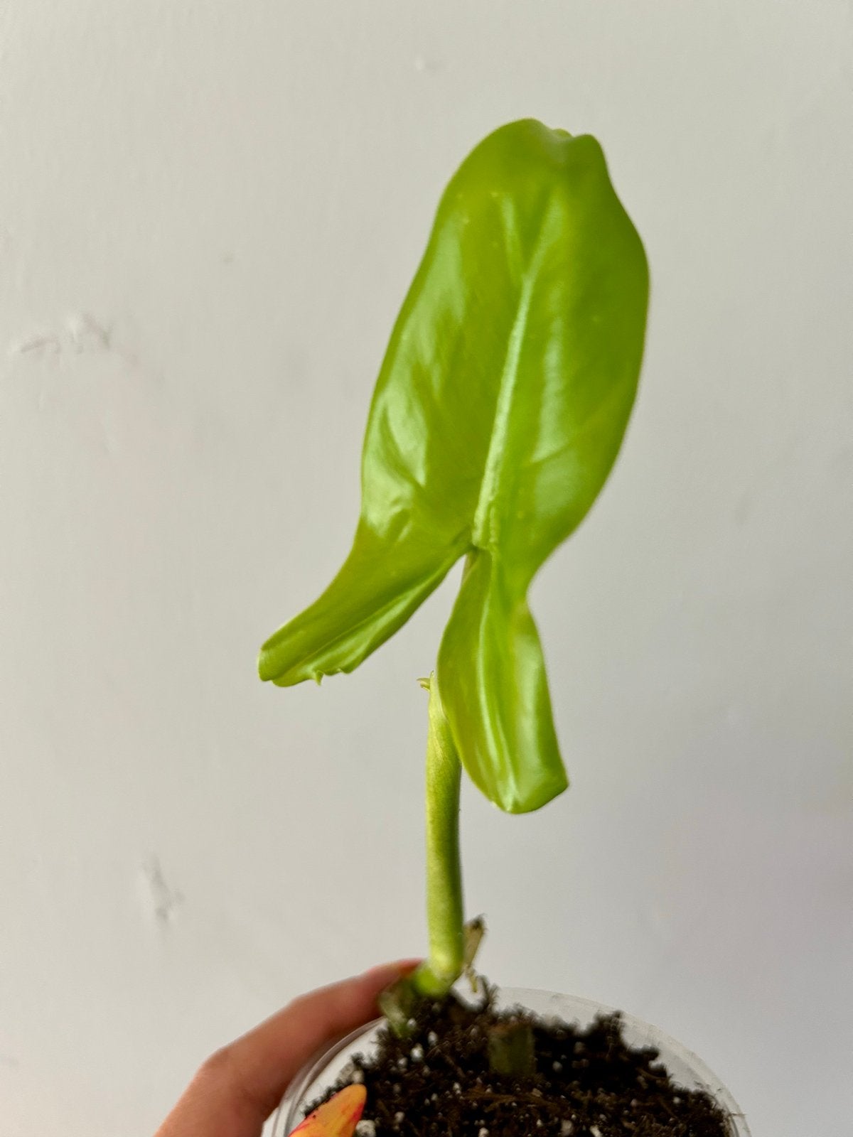 Baby Philodendron barrosoanum - Jonge plant, Ophalen of Verzenden, Halfschaduw, Minder dan 100 cm