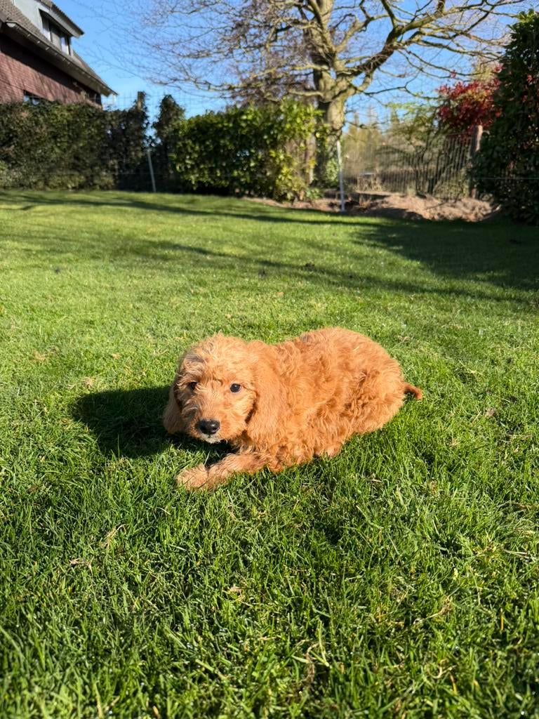 Mini Doodle (Dwerg Poedel x Mini Labradoodle) pup reutje, Dieren en Toebehoren, Poedel, Parvo, Nederland, 8 tot 15 weken