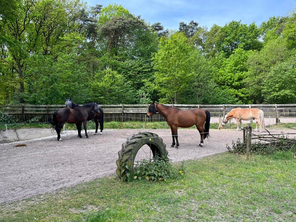 Plek vrij op Paddock Paradise in Loon op Zand, Dieren en Toebehoren, Stalling en Weidegang