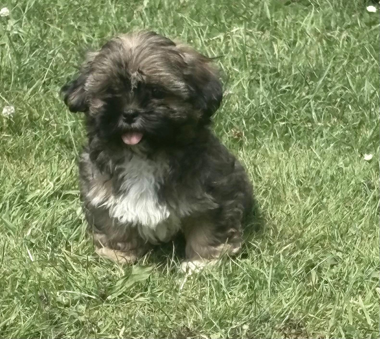 Mooie sociale speelse boomer pups, Dieren en Toebehoren, Parvo, Overige rassen, 8 tot 15 weken, Meerdere