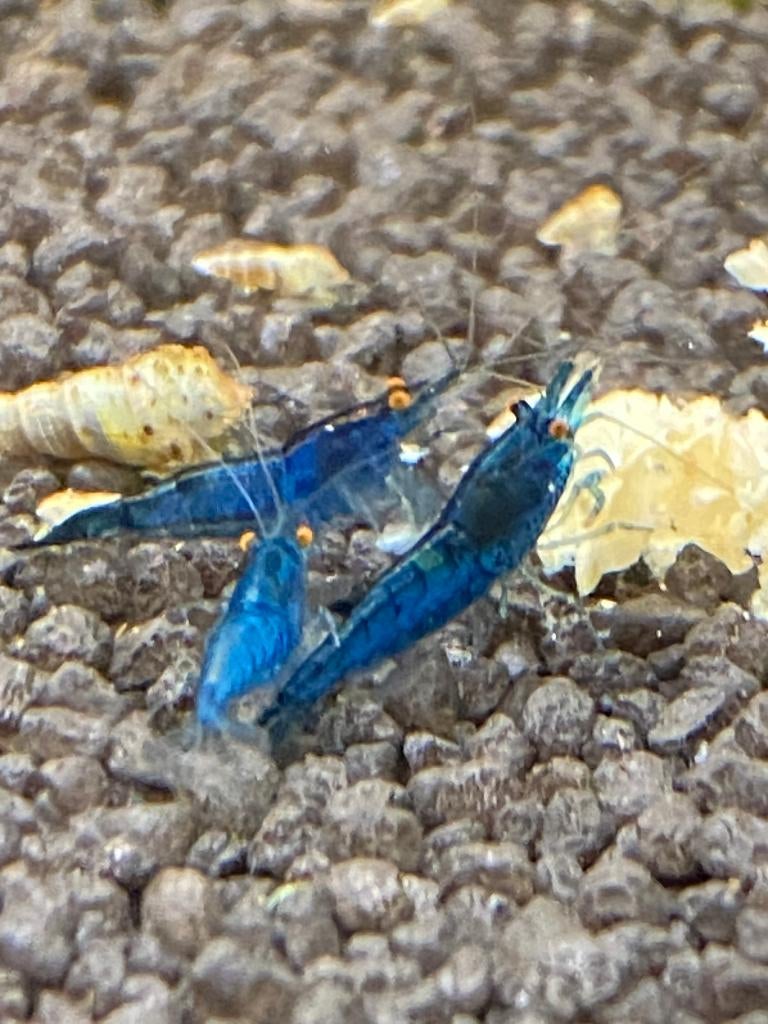 Blue Dream OE (orange eyes), Neocaridina, Dieren en Toebehoren, Vissen | Aquariumvissen, Vis, Zoetwatervis