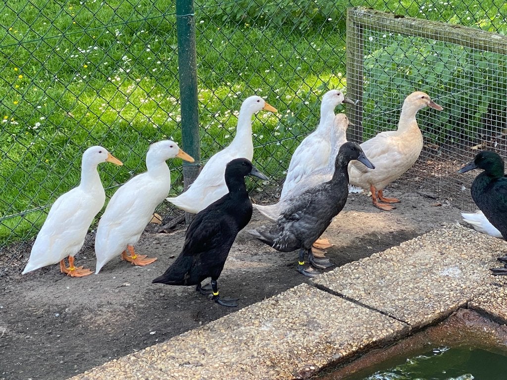 Eenden, Meerdere dieren, Eend