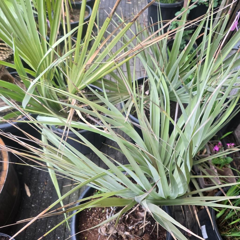 Nannorrhops Ritchiana  blauwe palm, Tuin en Terras, Planten | Tuinplanten, Overige soorten, Volle zon, Ophalen of Verzenden