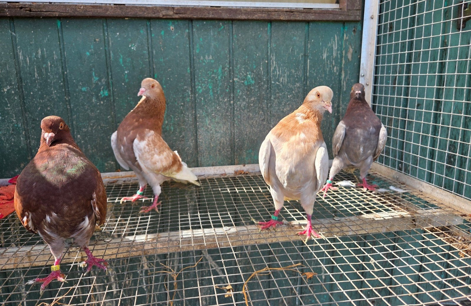 2 koppels gelderse slenken, Dieren en Toebehoren, Meerdere dieren, Overige soorten