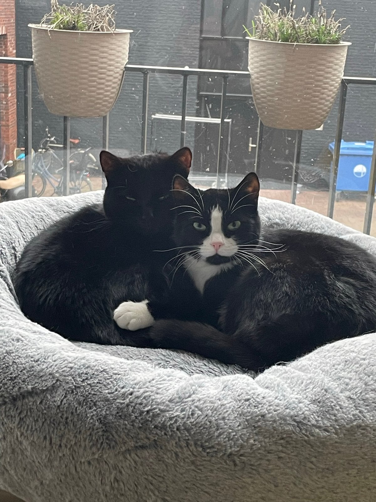 Lieve kat en poes gratis, Dieren en Toebehoren, Katten en Kittens | Overige Katten, Poes
