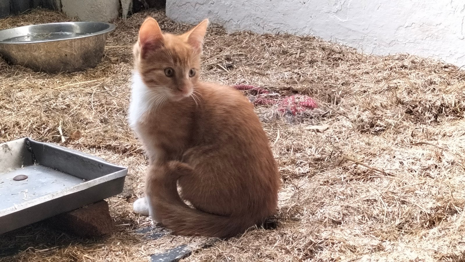 Kittens, 9 weken oud., Meerdere dieren