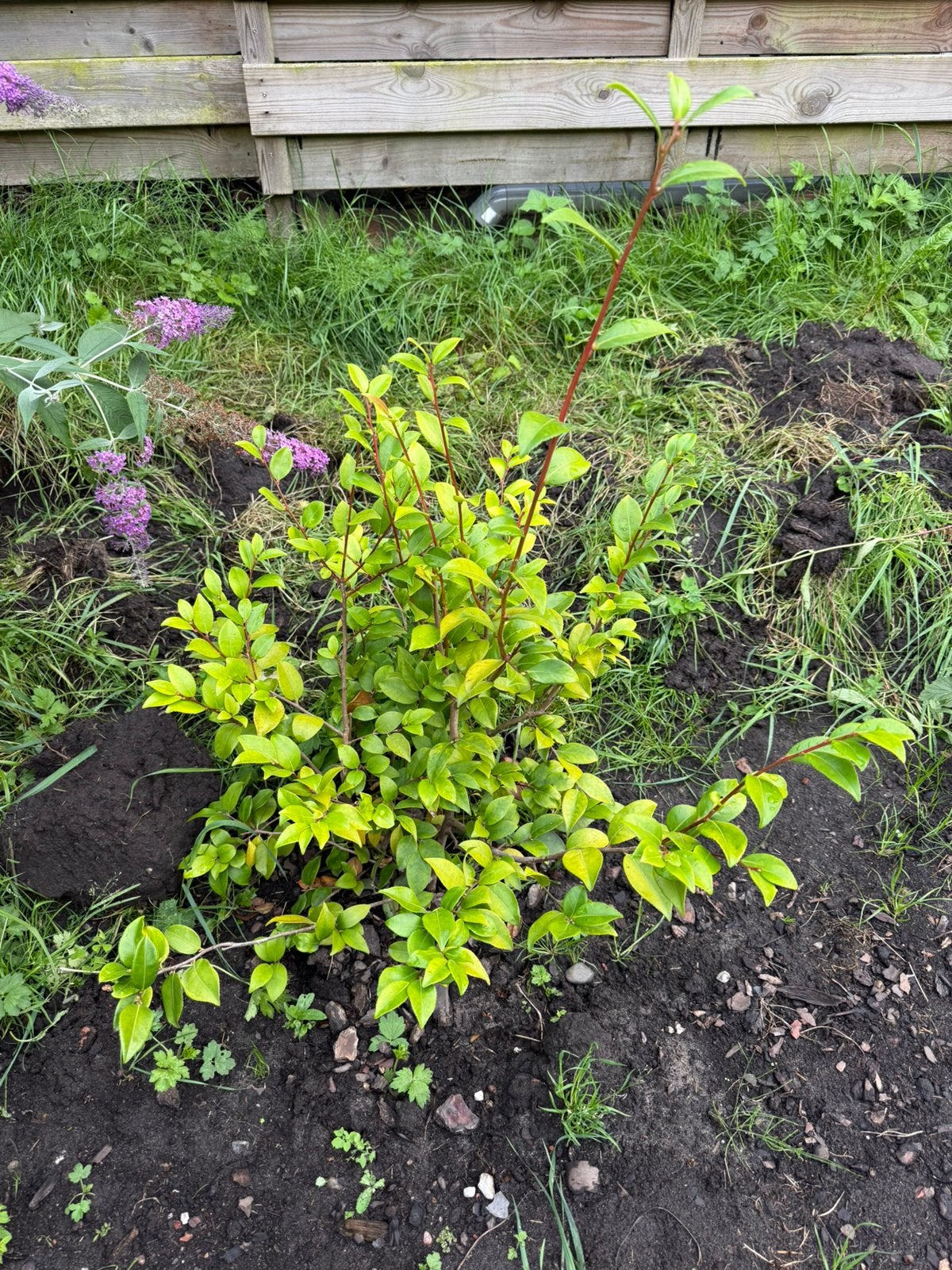 Camelia, Tuin en Terras, Planten | Struiken en Hagen, Ophalen, Overige soorten, Minder dan 100 cm