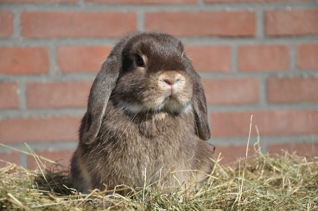 Jonge nederlandse hangoor dwerg voedster otter bruin NHD, Vrouwelijk, Dwerg, Hangoor, 0 tot 2 jaar