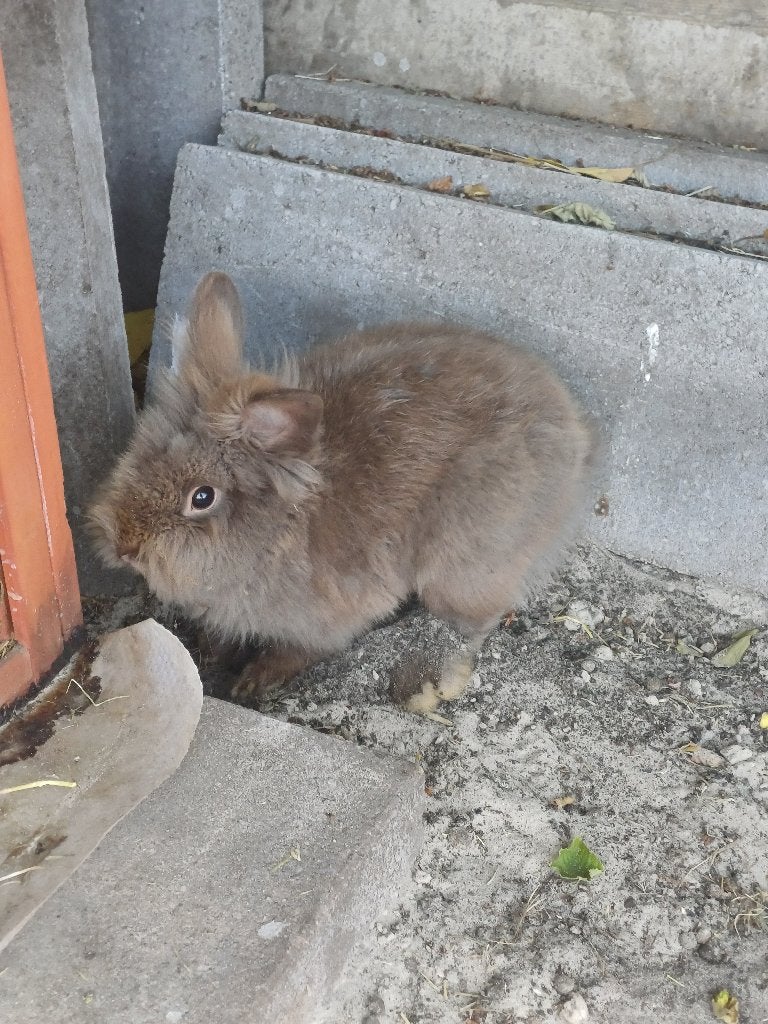 leeuwenkopje konijntje, Dieren en Toebehoren, Konijnen, Mannelijk, Middelgroot, 0 tot 2 jaar