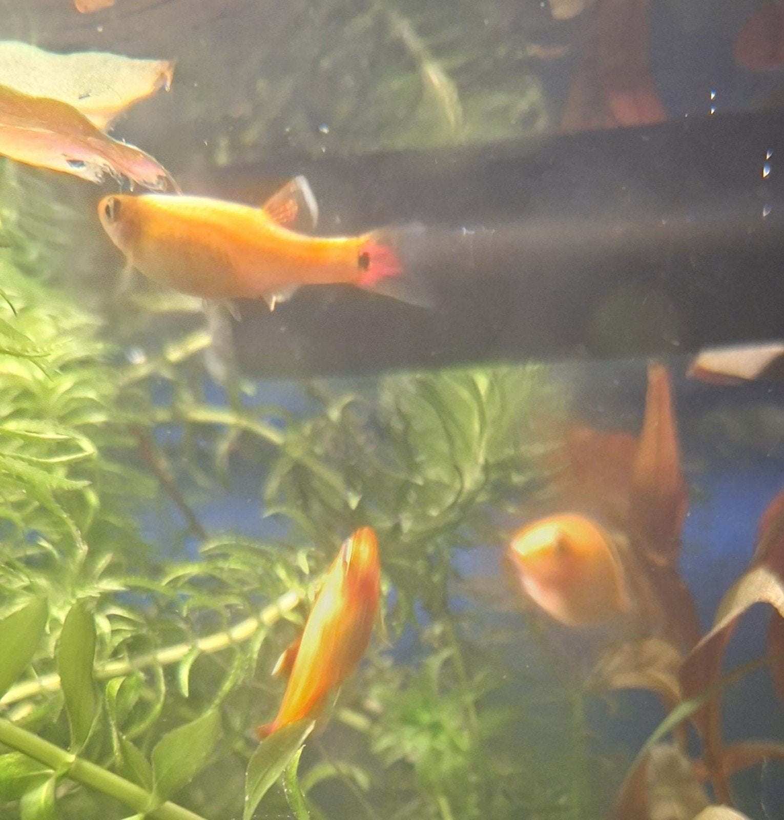 Chinese Danio's (5 stuks), Dieren en Toebehoren, Vis, Zoetwatervis, Schoolvis
