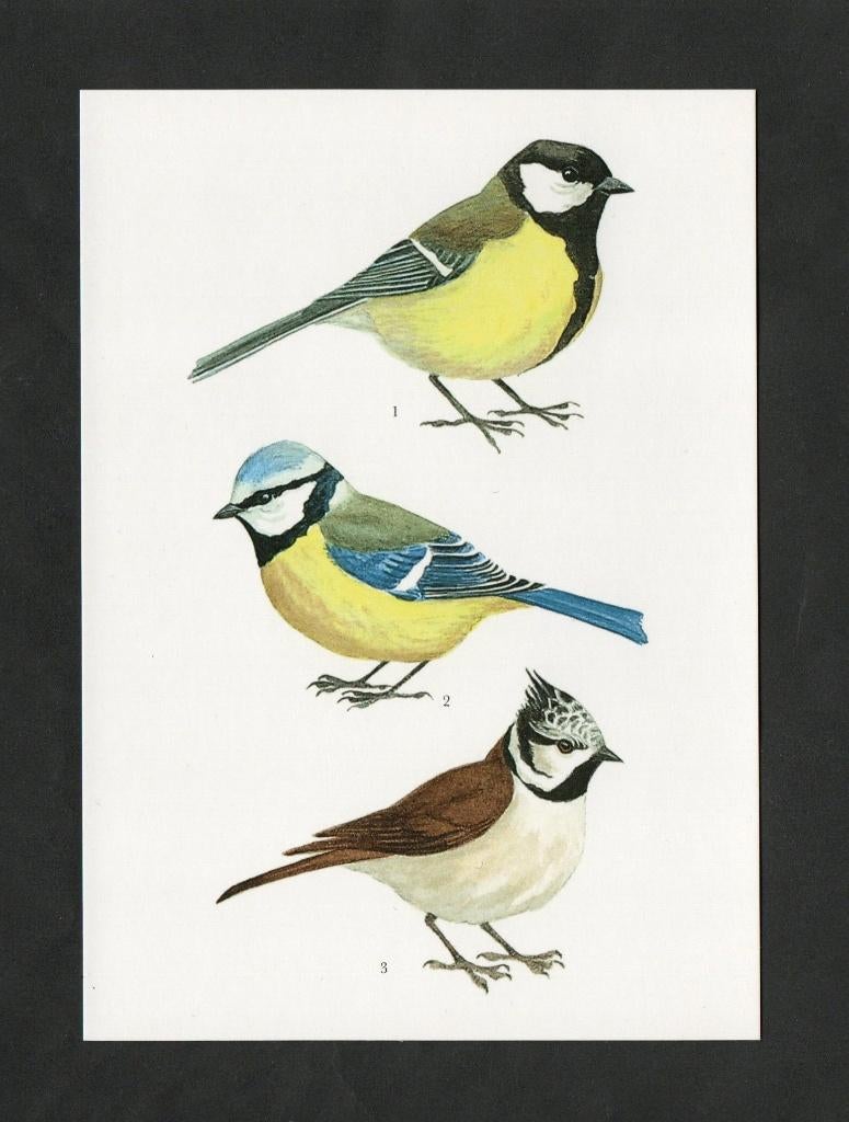 Vogels Koolmees Pimpelmees Kuifmees., Ophalen of Verzenden, 1980 tot heden, Ongelopen, Vogel
