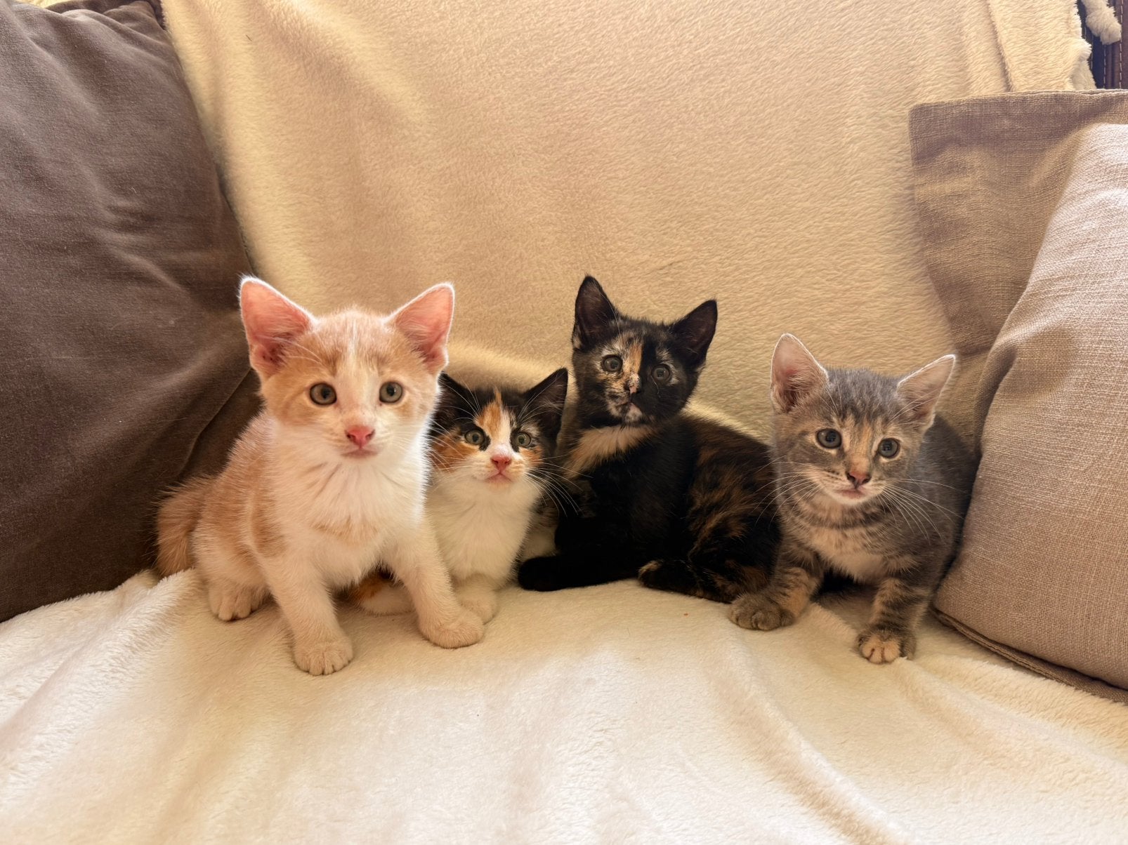 4 prachtige kittens te koop!, Meerdere dieren, Kortharig, 0 tot 2 jaar