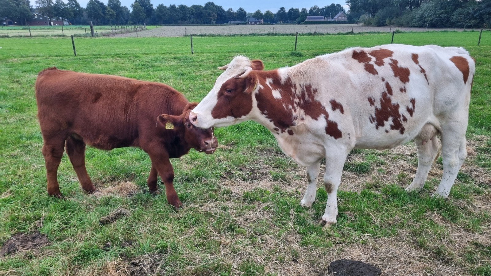 Zuiver Mrij Koe + Mrij x Red Angus Vaars Kalf, Dieren en Toebehoren, Vrouwelijk