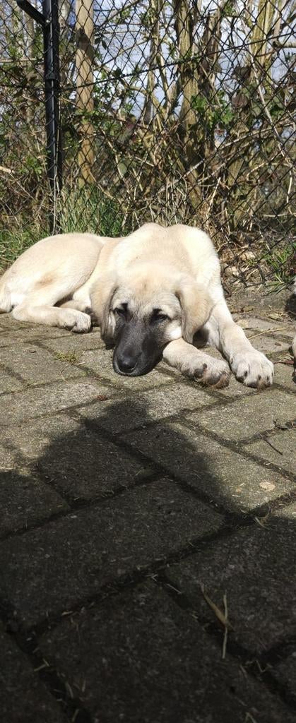 Kudde Bescherm Honden, Anatolische Herder Pups, Dieren en Toebehoren, Honden | Herdershonden en Veedrijvers, Parvo, Overige rassen